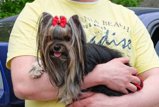 KERRI TARGARIEN &mdash; Labaza DogPedigree YorkshireTerrier